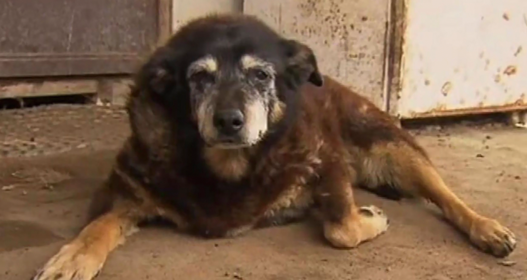 Maggie: The Australian Wonder Australian Cattle Dog
